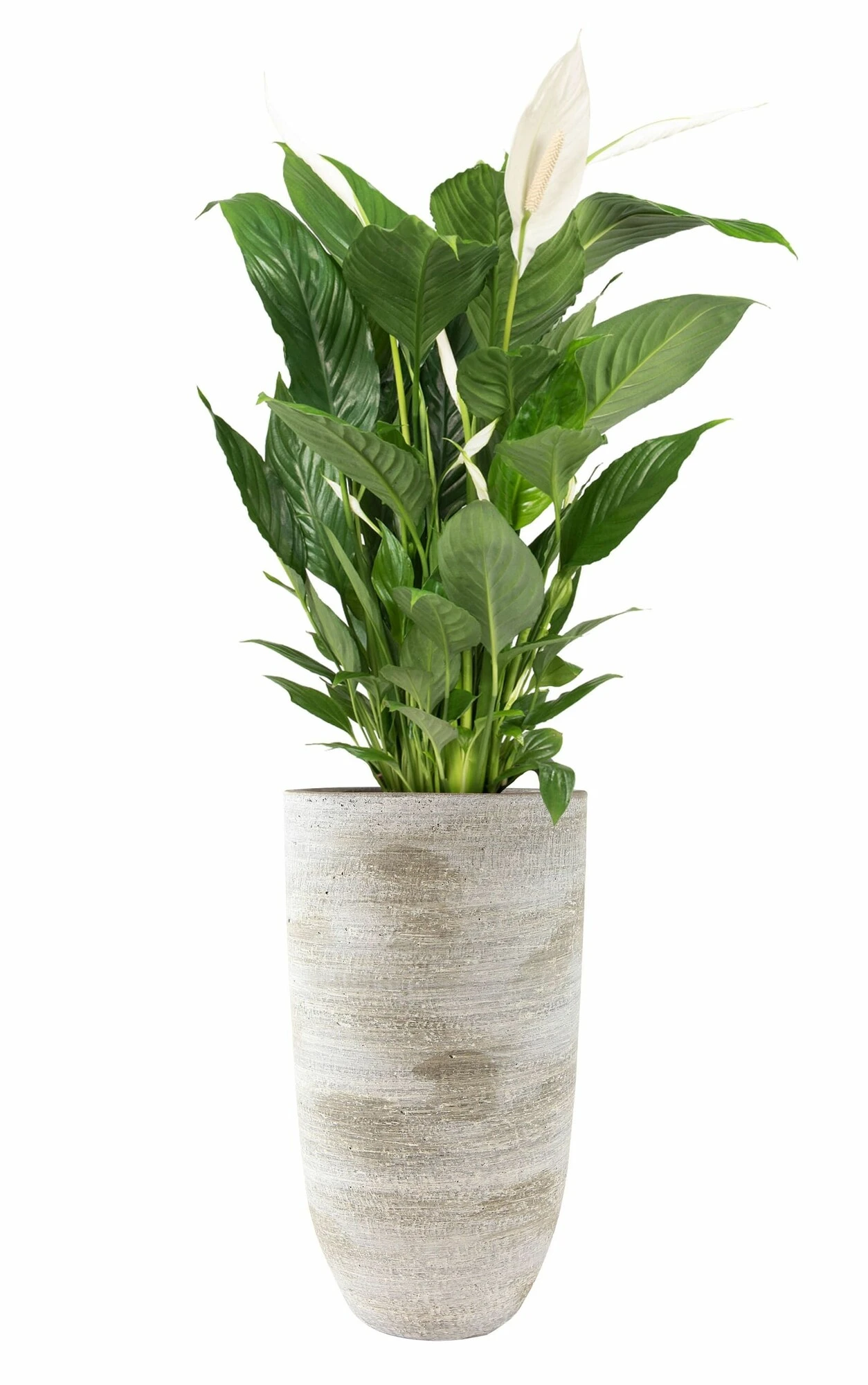 Pot Hoog Karlijn 2 Pot Hoog Karlijn - Afbeelding 2