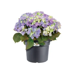 Elho Bloempot Green Basics Cilinder - D 40 Cm - Zwart -Boom Ziel Verkoop 8711904138769.in02