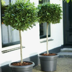 Elho Bloempot Green Basics Cilinder - D 65 Cm - Zwart -Boom Ziel Verkoop 8711904149178.in04