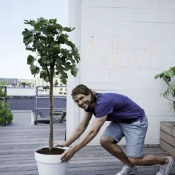 Elho Bloempot Loft Urban Rond Wielen - D 50 Cm - Wit 15 Elho Bloempot Loft Urban Rond Wielen - D 50 Cm - Wit -Boom Ziel Verkoop 8711904186418.in06