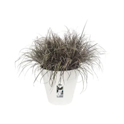 Elho Bloempot Loft Urban Rond Wielen - D 60 Cm - Wit 11 Elho Bloempot Loft Urban Rond Wielen - D 60 Cm - Wit -Boom Ziel Verkoop 8711904200480.in02