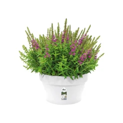 Elho Schaal Loft Urban - D 35 Cm - Wit 10 Elho Schaal Loft Urban - D 35 Cm - Wit -Boom Ziel Verkoop 8711904272449.in02