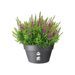 Elho Schaal Loft Urban - D 35 Cm - Antraciet -Boom Ziel Verkoop 8711904272562.in02