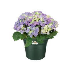 Elho Bloempot Green Basics Cilinder - D 40 Cm - Blad Groen 8 Elho Bloempot Green Basics Cilinder - D 40 Cm - Blad Groen -Boom Ziel Verkoop 8711904301033.in02