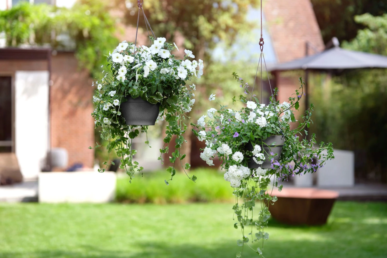 Elho Hangschaal Vibia Campana - D 26 Cm - Antraciet 5 Elho Hangschaal Vibia Campana - D 26 Cm - Antraciet - Afbeelding 5