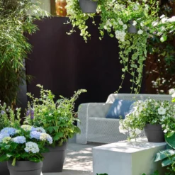 Elho Schaal Vibia Campana - D 34 Cm - Antraciet 14 Elho Schaal Vibia Campana - D 34 Cm - Antraciet -Boom Ziel Verkoop 8711904493530.in06