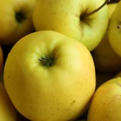 Appelboom (Laagstam) -Boom Ziel Verkoop appelboom laagstam golden delicious 3 8717755061300 tuinland