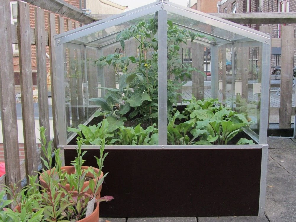 Royal Well Broeikas Jumbo 6 Royal Well Broeikas Jumbo - Afbeelding 6