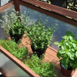 Royal Well Broeikas Red Leaf 11 Royal Well Broeikas Red Leaf -Boom Ziel Verkoop broeikas red leaf 3 8718226339133 tuinland