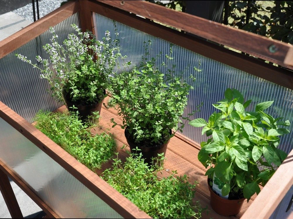 Royal Well Broeikas Red Leaf 4 Royal Well Broeikas Red Leaf - Afbeelding 4