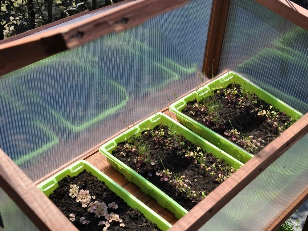 Royal Well Broeikas Red Leaf 7 Royal Well Broeikas Red Leaf - Afbeelding 7