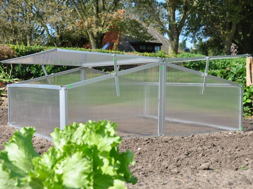 Royal Well Broeikas Silver Thyme 2 Royal Well Broeikas Silver Thyme - Afbeelding 2