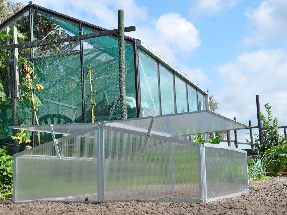 Royal Well Broeikas Silver Thyme 3 Royal Well Broeikas Silver Thyme - Afbeelding 3