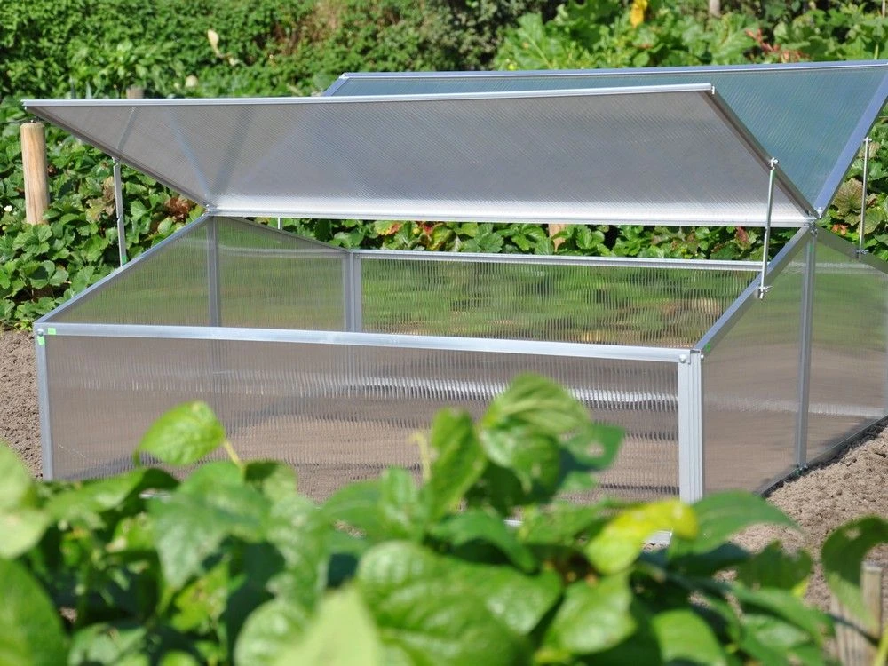 Royal Well Broeikas Silver Thyme 4 Royal Well Broeikas Silver Thyme - Afbeelding 4