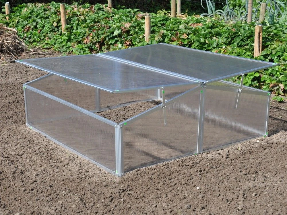 Royal Well Broeikas Silver Thyme 1 Royal Well Broeikas Silver Thyme