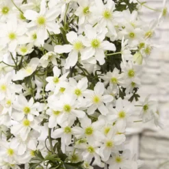 Clematis -Boom Ziel Verkoop clematis avalanche p23 3 8719075297308 tuinland