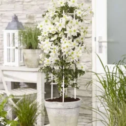 Clematis -Boom Ziel Verkoop clematis avalanche p23 4 8719075297308 tuinland