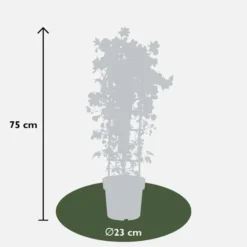 Clematis -Boom Ziel Verkoop clematis avalanche p23 5 8719075297308 tuinland
