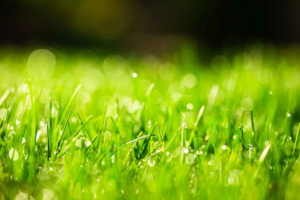 Ecostyle SowEazy Graszaad Inzaairol 5 Ecostyle SowEazy Graszaad Inzaairol - Afbeelding 5