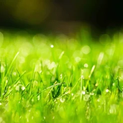 Ecostyle SowEazy Graszaad Herstelrol 9 Ecostyle SowEazy Graszaad Herstelrol -Boom Ziel Verkoop ecostyle soweazy graszaad inzaairol 10m2 5 tuinland