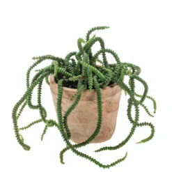 Emerald Kunstplant Crassula