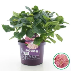 Hortensia - Roze -Boom Ziel Verkoop hydrangea macr forever and ever roze 1 9992121746664 tuinland