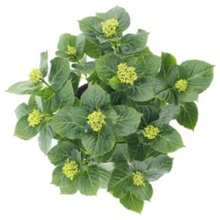 Hortensia - Roze -Boom Ziel Verkoop hydrangea macr forever and ever roze 2 9992121746664 tuinland