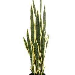 Emerald Kunst Sanseveria In Pot