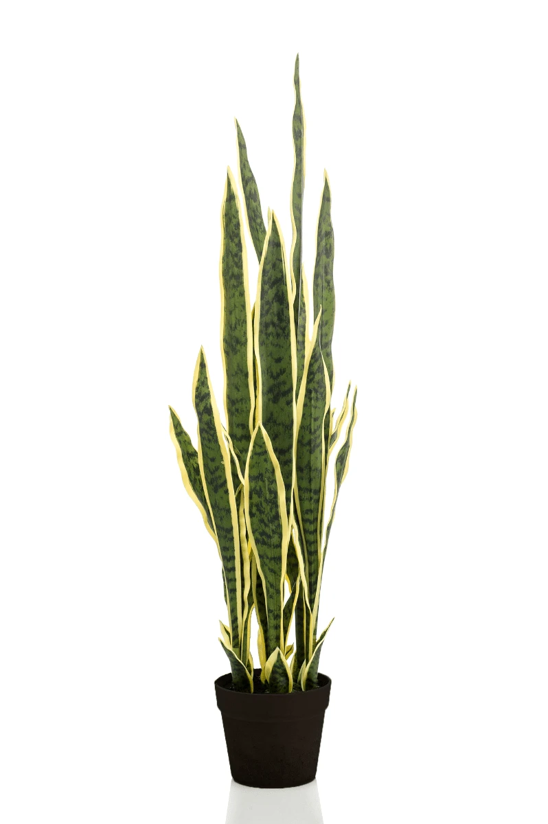 Emerald Kunst Sanseveria In Pot