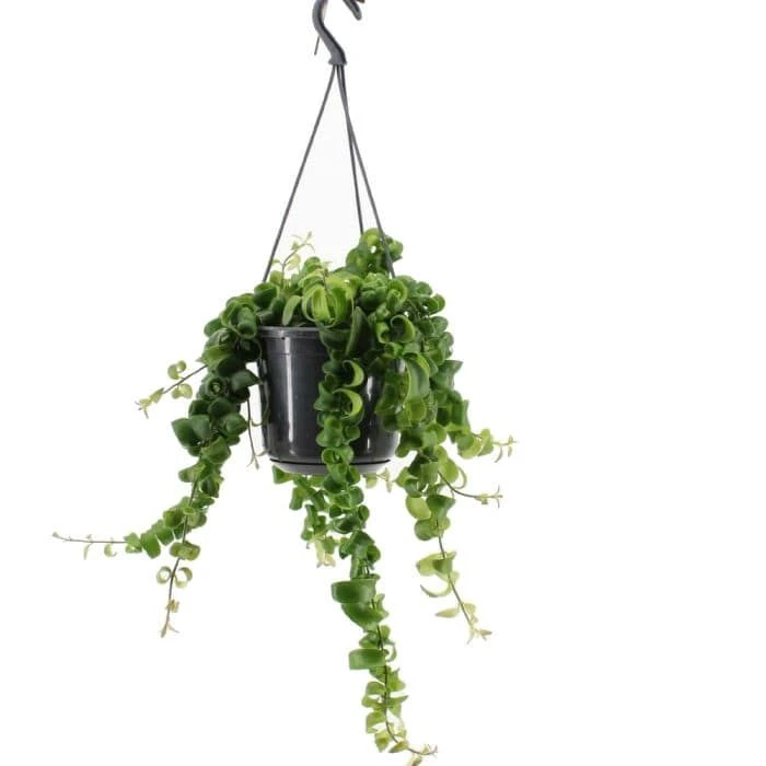 Lippenstiftplant 1 Lippenstiftplant