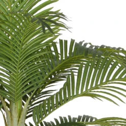 Boom Ziel Verkoop -Boom Ziel Verkoop palmboom in pot detail