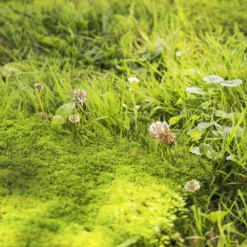 Pokon Mos En Onkruid Weg! -Boom Ziel Verkoop pokon mos en onkruid weg sfeer tuinland 2