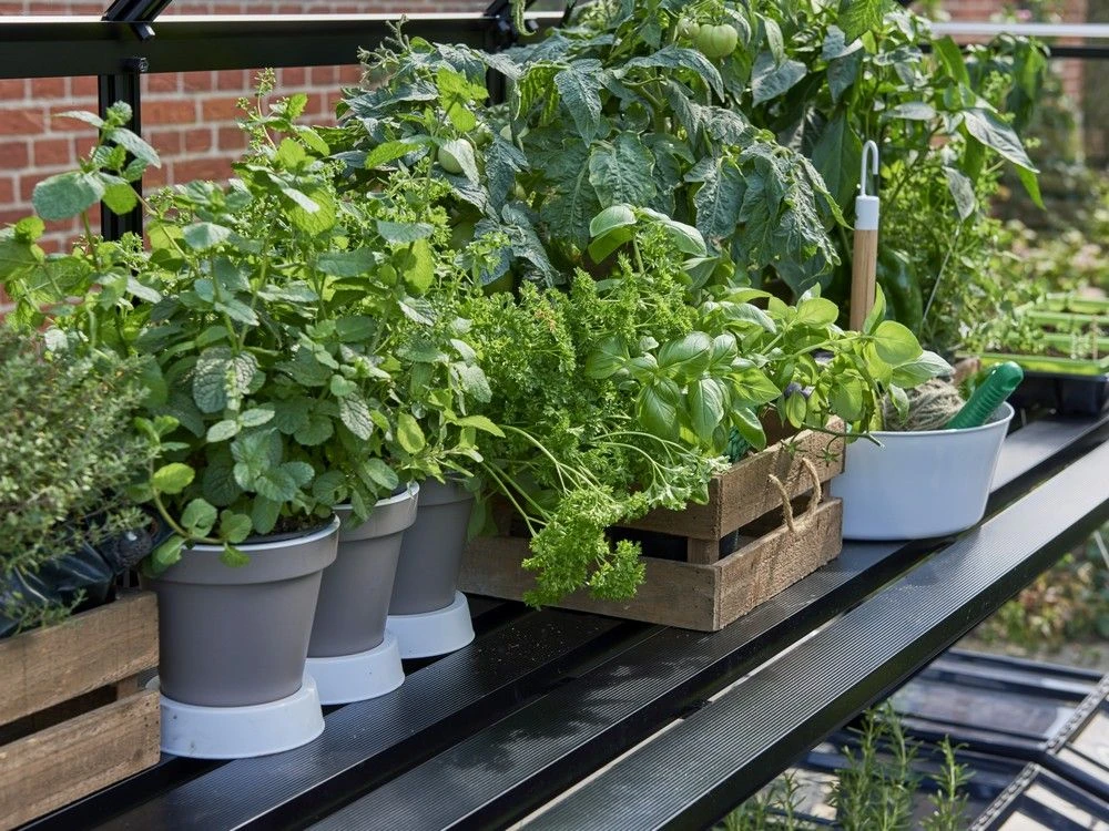 Halls Greenhouses Tafel Qube 66 -Geïntegreerd Zwart Gecoat 3 Halls Greenhouses Tafel Qube 66 -Geïntegreerd Zwart Gecoat - Afbeelding 3