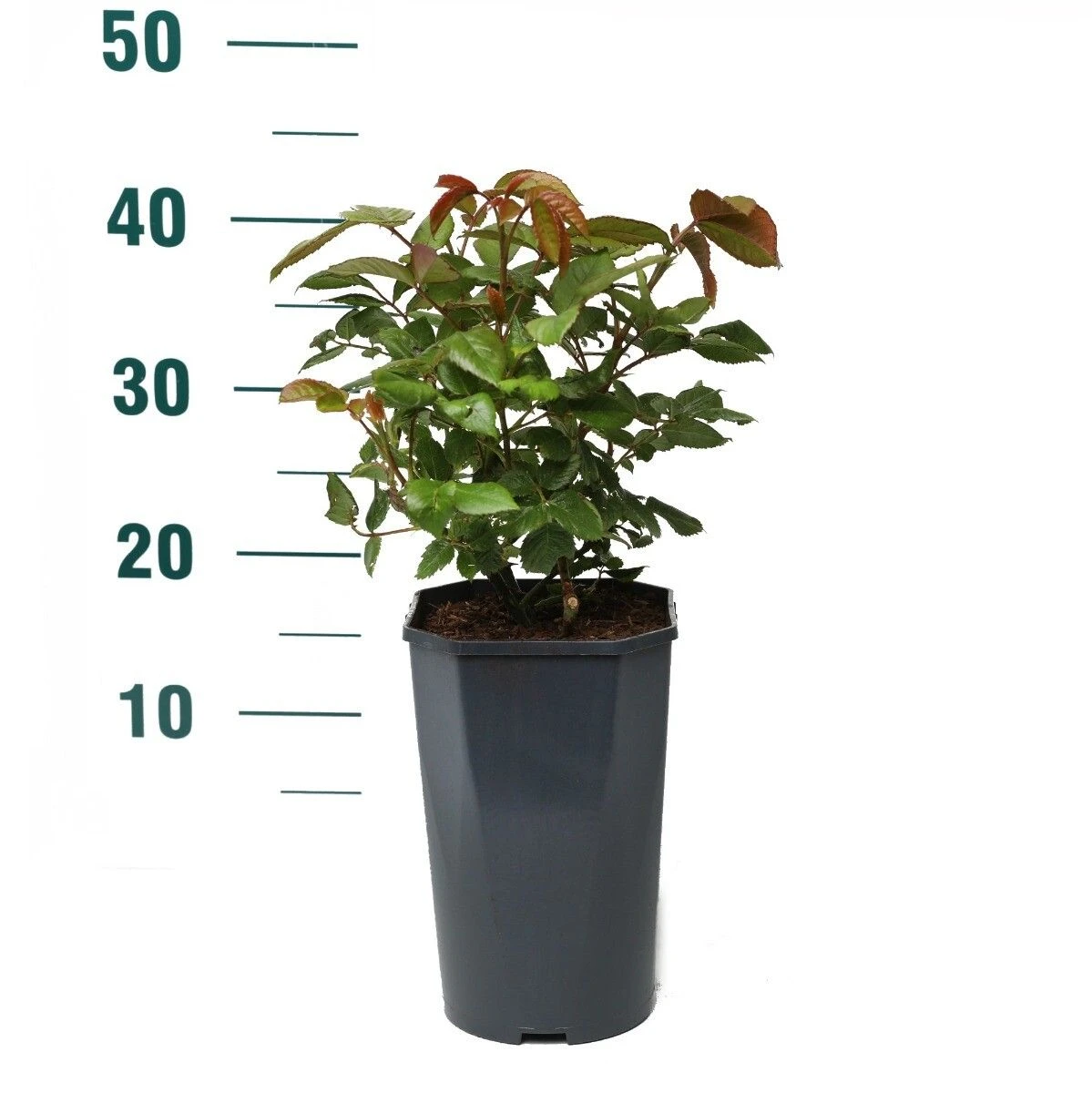 Struikroos 'Acapella'® 2 Struikroos 'Acapella'® - Afbeelding 2