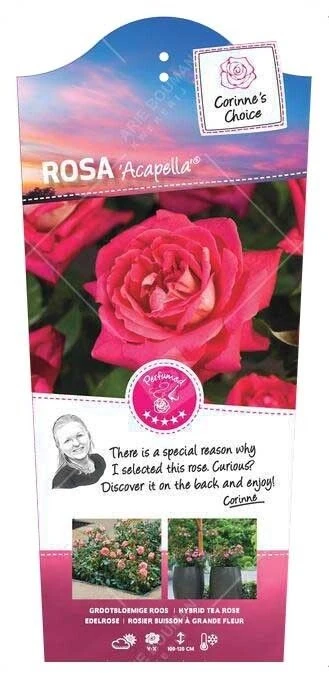 Struikroos 'Acapella'® 1 Struikroos 'Acapella'®