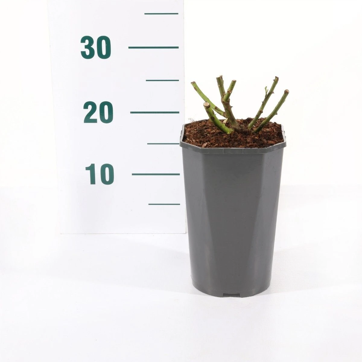 Trosroos 'Bonica'® 2 Trosroos 'Bonica'® - Afbeelding 2