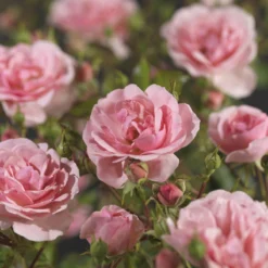 Trosroos 'Bonica'® 7 Trosroos 'Bonica'® -Boom Ziel Verkoop rosa bonica 3 8717665025072 tuinland 1