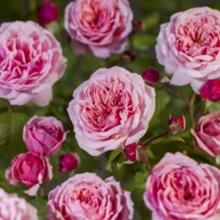 Trosroos 'Eeuwige Passie' 7 Trosroos 'Eeuwige Passie' -Boom Ziel Verkoop rosa eeuwige passie 3 8717665217194 tuinland