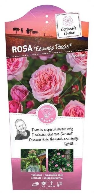 Trosroos 'Eeuwige Passie' 1 Trosroos 'Eeuwige Passie'