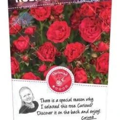 Bodembedekker Roos 'Gartnerfreude'®