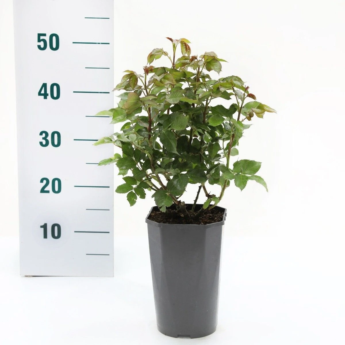 Struikroos 'Lampion'® 2 Struikroos 'Lampion'® - Afbeelding 2