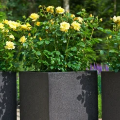 Struikroos 'Lampion'® 8 Struikroos 'Lampion'® -Boom Ziel Verkoop rosa lampion 2 8717665415699 tuinland 1