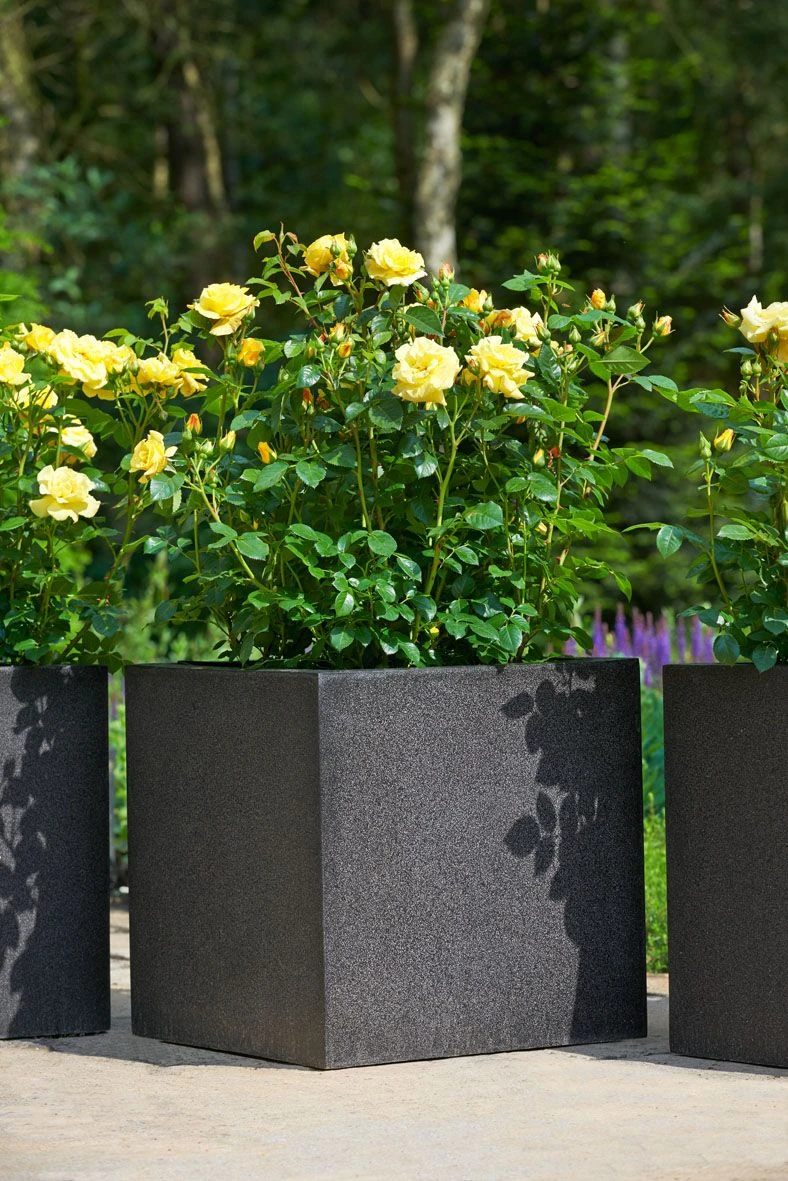 Struikroos 'Lampion'® 3 Struikroos 'Lampion'® - Afbeelding 3