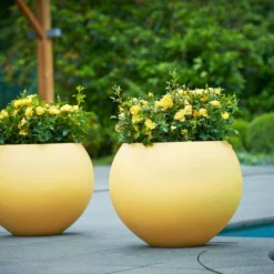 Struikroos 'Lampion'® 9 Struikroos 'Lampion'® -Boom Ziel Verkoop rosa lampion 3 8717665415699 tuinland 1