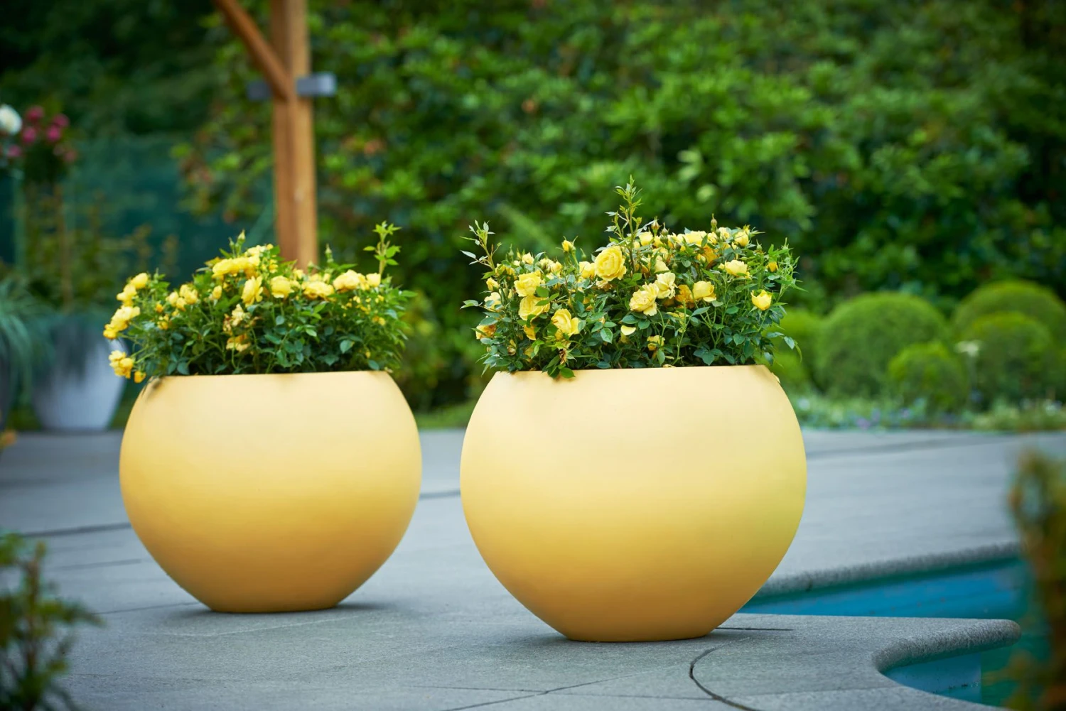 Struikroos 'Lampion'® 4 Struikroos 'Lampion'® - Afbeelding 4