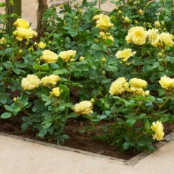 Struikroos 'Lampion'® 10 Struikroos 'Lampion'® -Boom Ziel Verkoop rosa lampion 4 8717665415699 tuinland 1