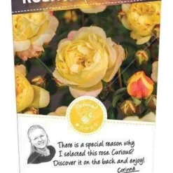 Struikroos 'Lampion'®