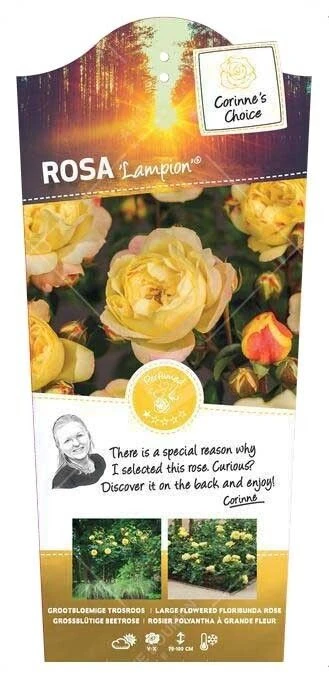 Struikroos 'Lampion'® 1 Struikroos 'Lampion'®