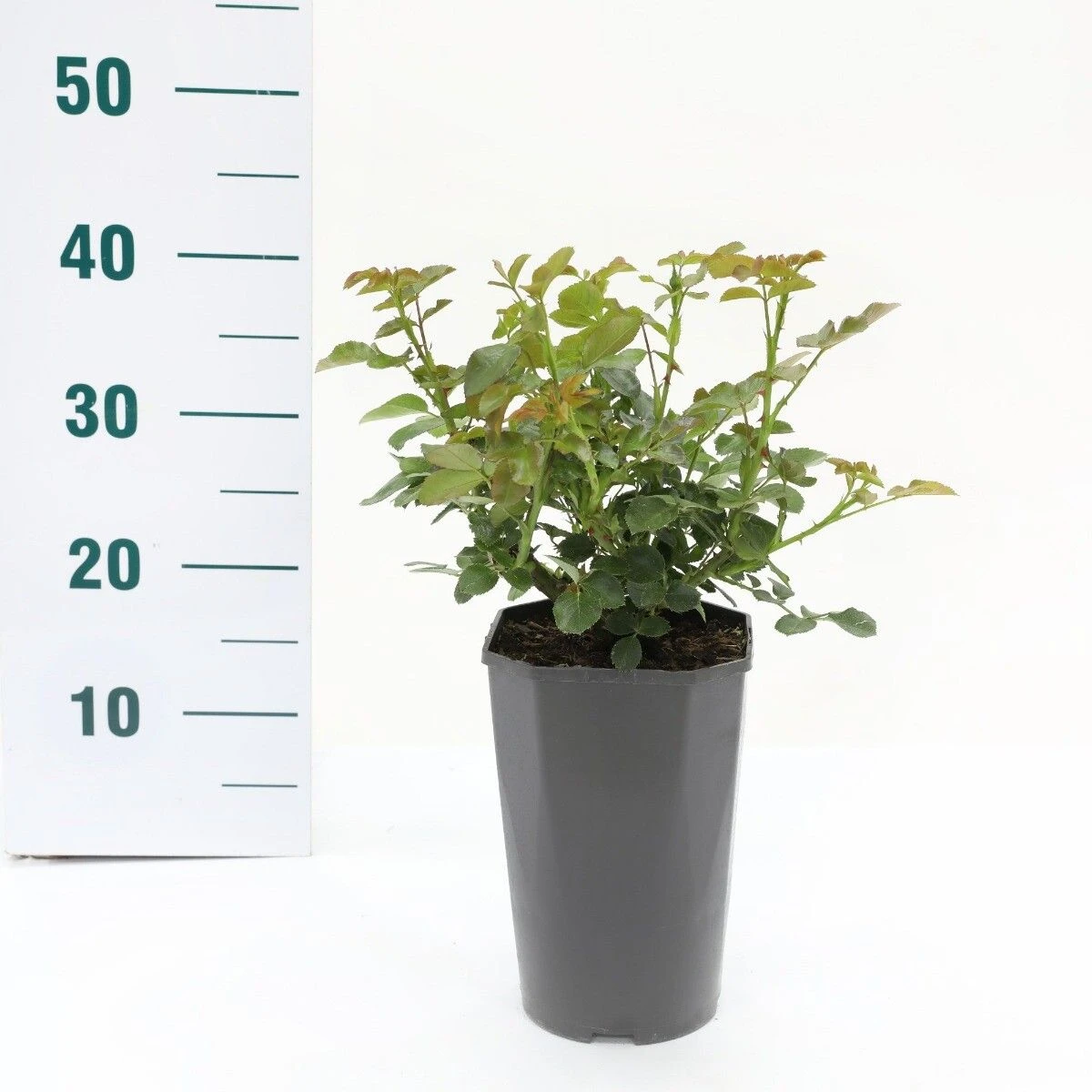 Trosroos 'Leonardo Da Vinci'® 2 Trosroos 'Leonardo Da Vinci'® - Afbeelding 2