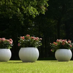 Trosroos 'Leonardo Da Vinci'® 9 Trosroos 'Leonardo Da Vinci'® -Boom Ziel Verkoop rosa leonardo da vinci 3 8717665217194 tuinland